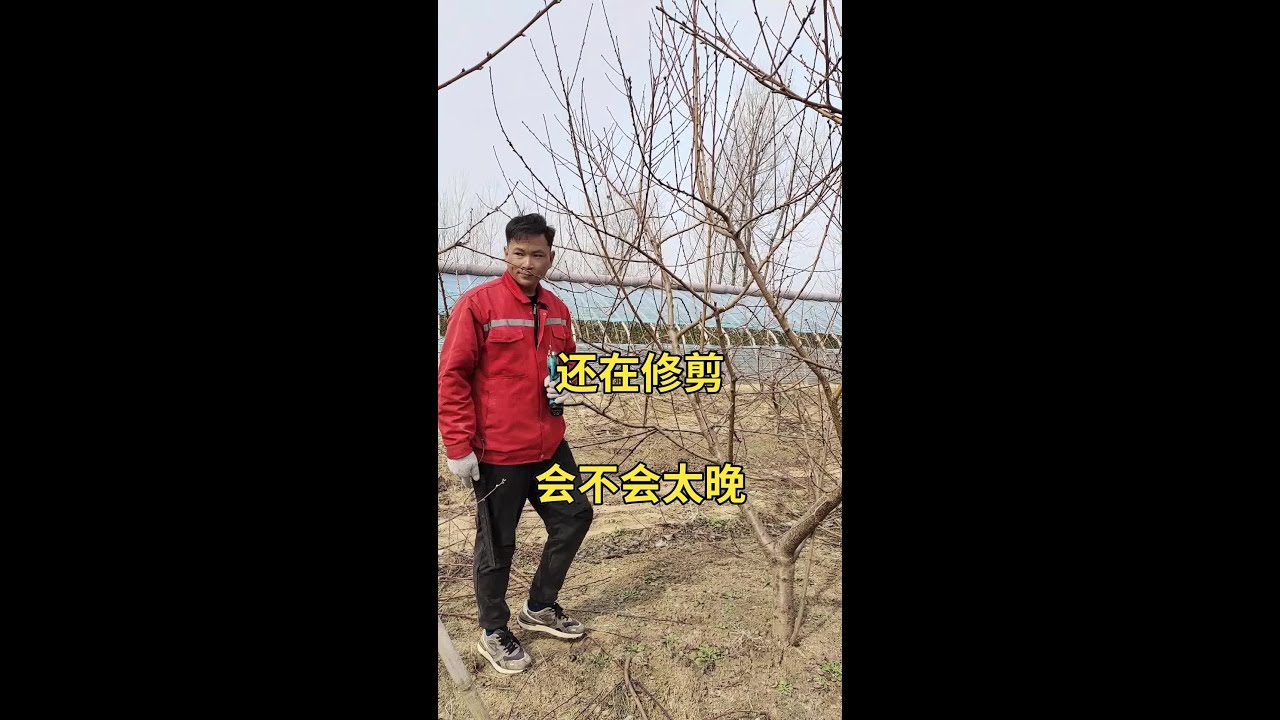 继续修剪#支持三农扶持三农发展 #抖音助农 #桃树修剪 #金牌苗木人