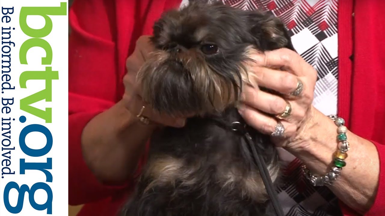 Brussels Griffon and Japanese Chin 10-6-20