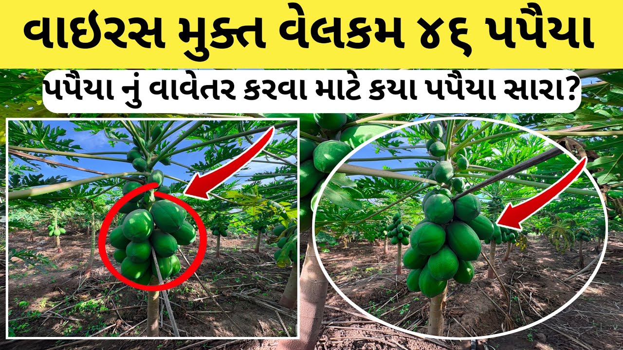 વાઇરસ મુક્ત વેલકમ ૪૬ પપૈયા | પપૈયા નું વાવેતર કરવા માટે કયા પપૈયા સારા?