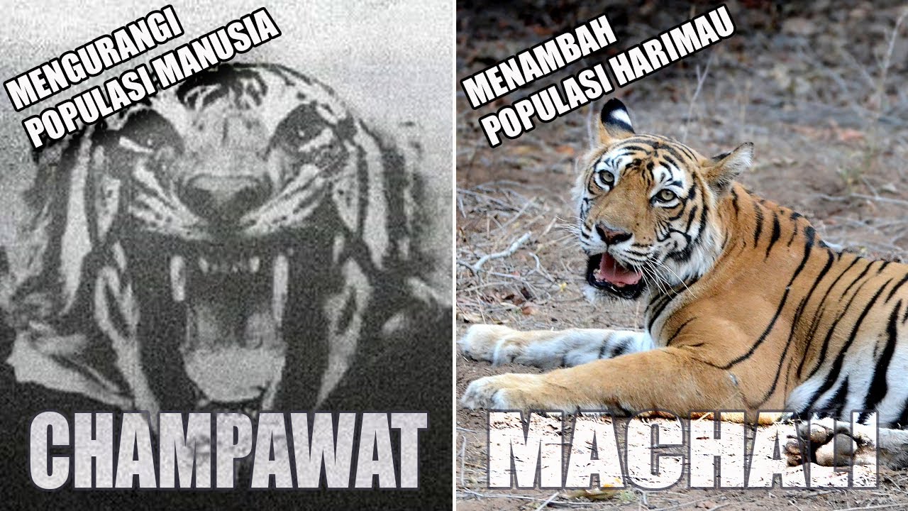 Champawat dan Machali : 2 Ratu Harimau yang Melegenda