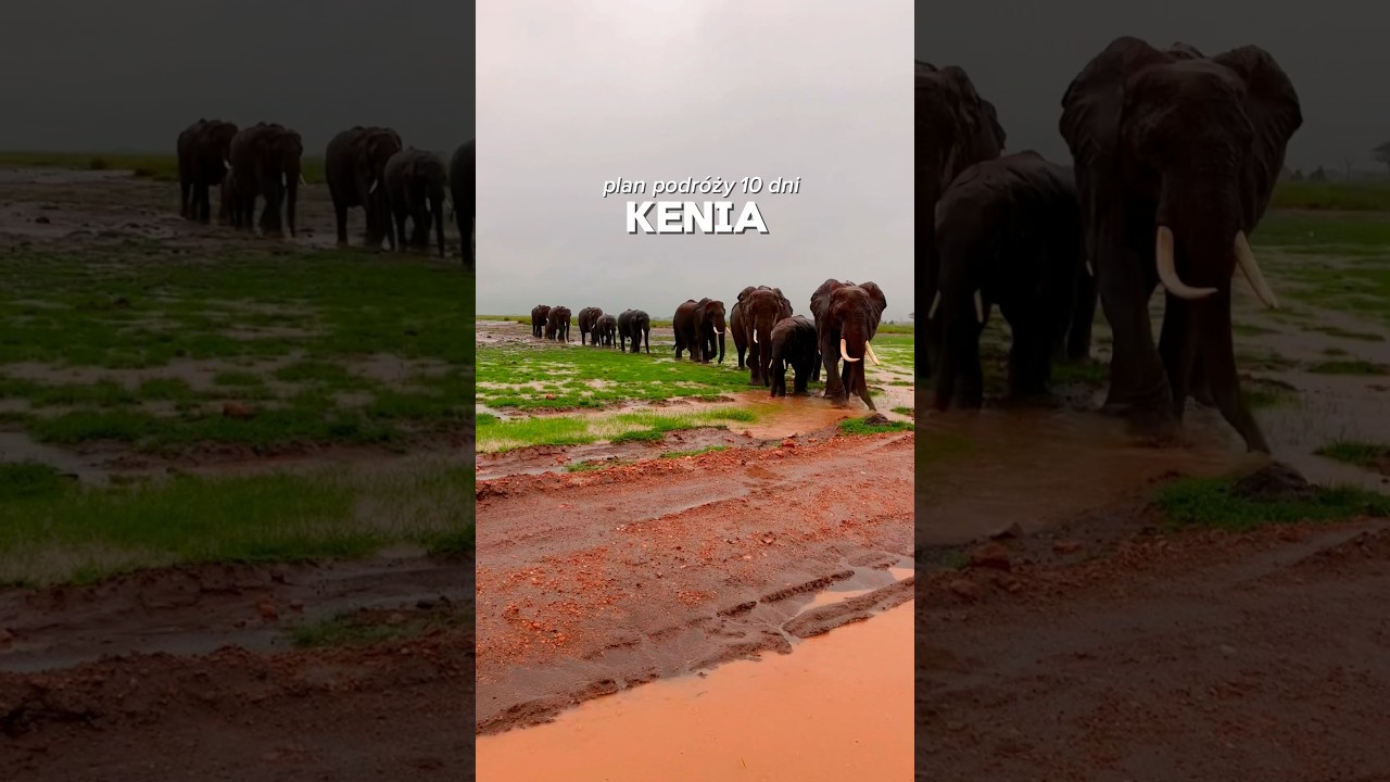 Plan podr&oacute;ży do Kenii na własną rękę - 10 dni #kenia #safari #dianibeach