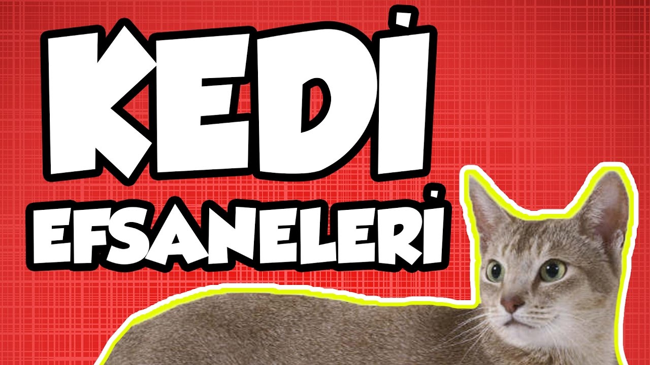Kedi Efsanelerini Test Ettik - Hıyardan Korkuyorlar Mı?