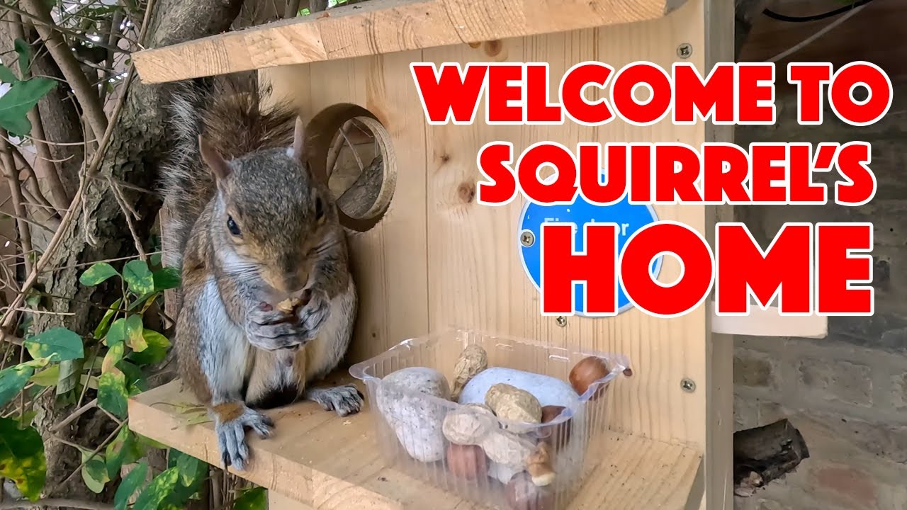 10 Minutes of Squirrel Bliss: Watch This Squirrel's House Close Up! | The Brave Squirrel 🐿