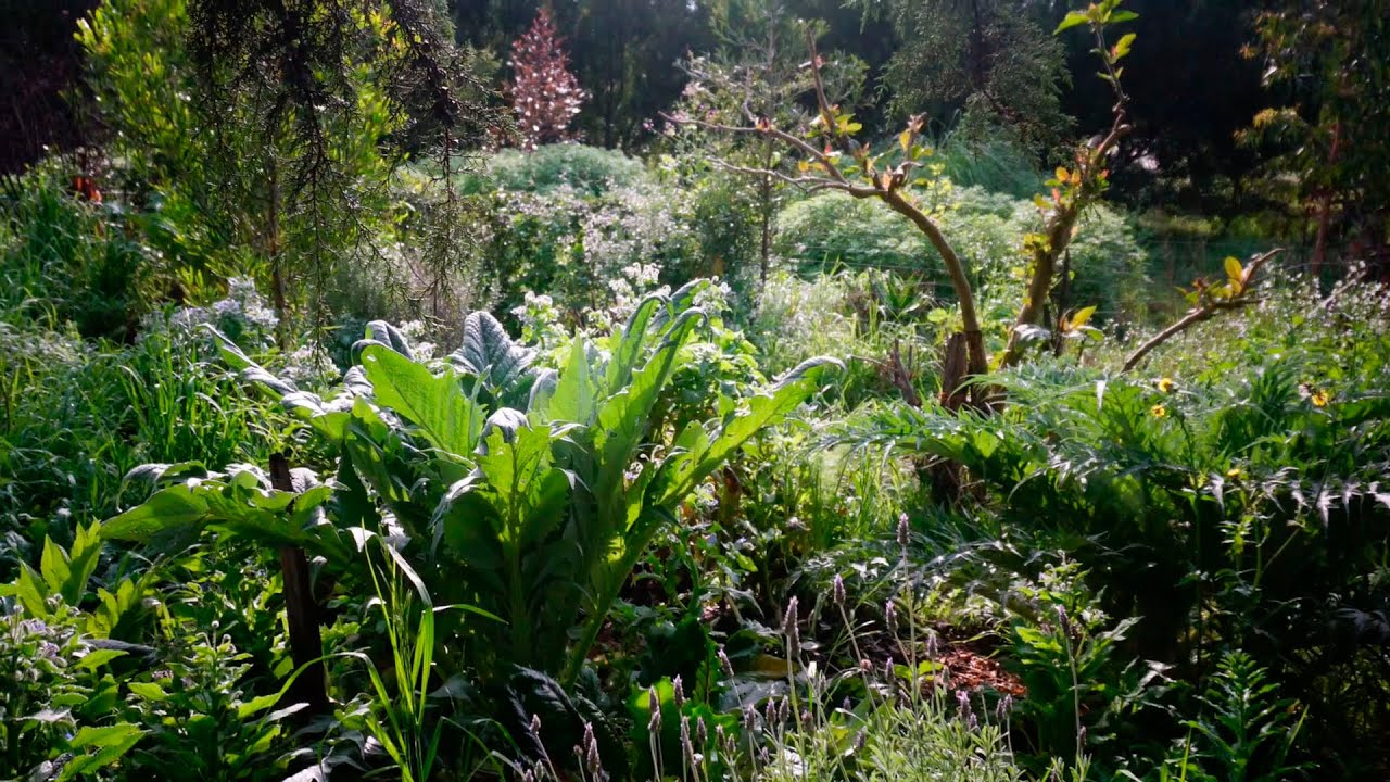 CONOCE esta PLANTA & sus CUALIDADES - ALCACHOFA en el BOSQUE SINTRÓPICO de ALIMENTOS