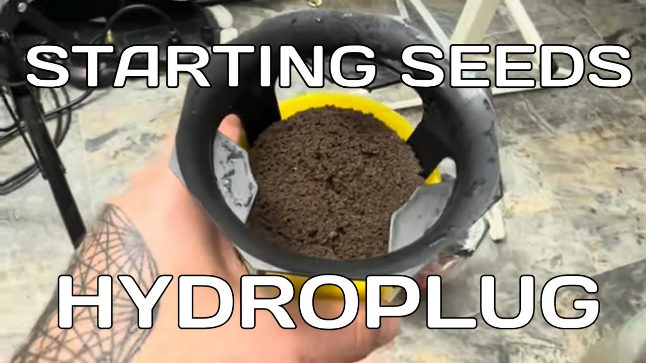 Starting seeds In Hydroplugs