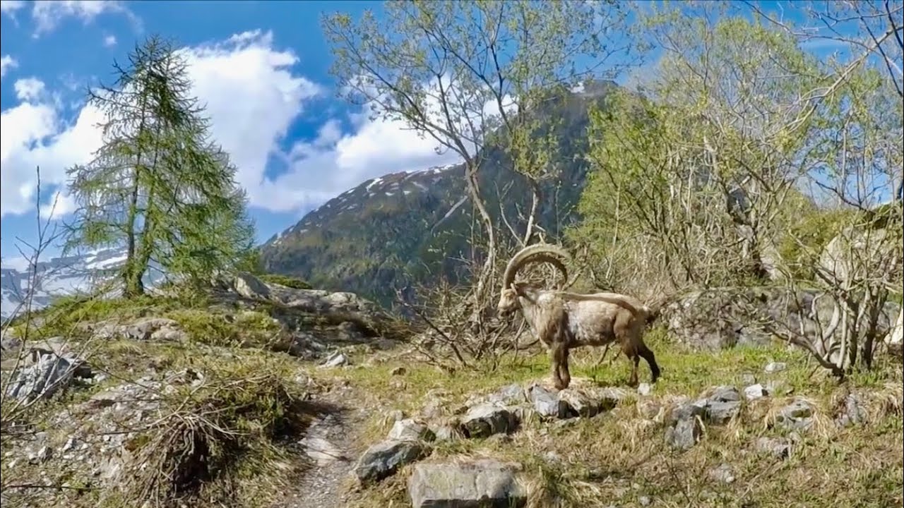 Alpine Ibex -Switzerland