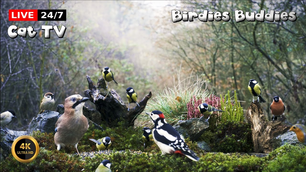 🔴24/7 LIVE Cat TV 😺 Birdies from the Nearby Forest 🐦🌿