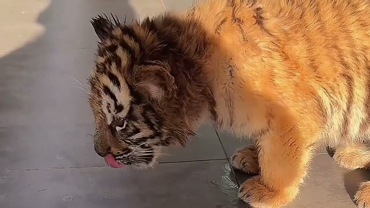 Oh my god, what an adorable little tiger cub!🐯😘#tiger #animals #cute #zoo 
