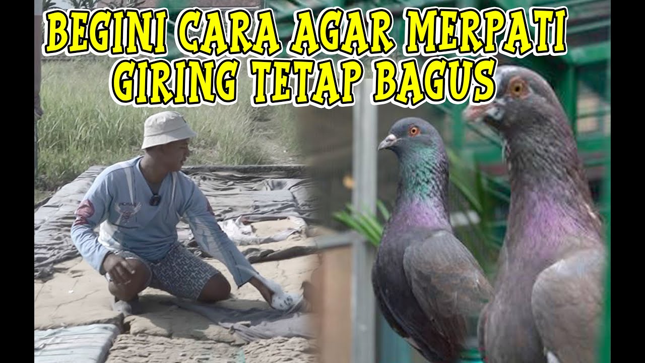 BEGINI CARA MENGATASI GIRING YANG TIBA-TIBA JADI TIDAK BAGUS??