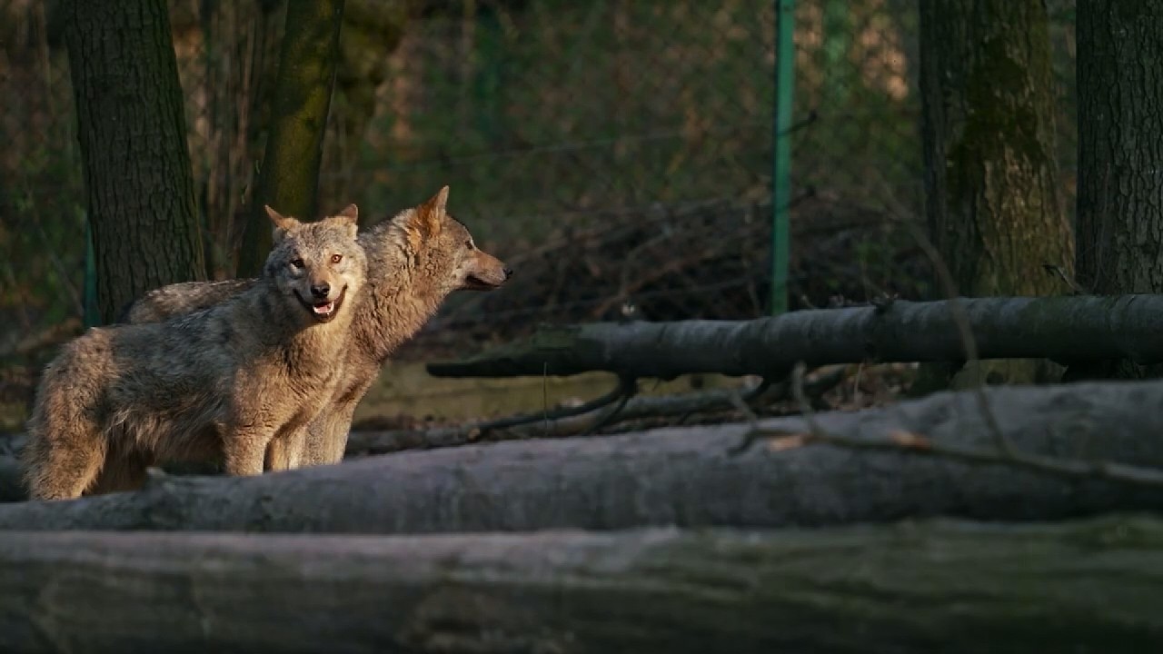 Mieszkańcy Przęsocina o wilkach, które coraz śmielej podchodzą do gospodarstw