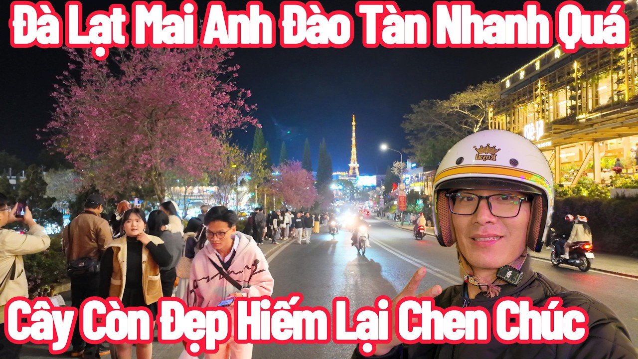 Đ&agrave; Lạt Mai Anh Đ&agrave;o T&agrave;n Nhanh,Đẹp Kh&ocirc;ng Chụp L&uacute;c T&agrave;n Chen Ch&uacute;c