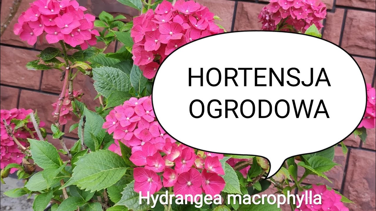 Hortensja ogrodowa jak zimować ? hydrangea macrophylla jesienią pielęgnacja