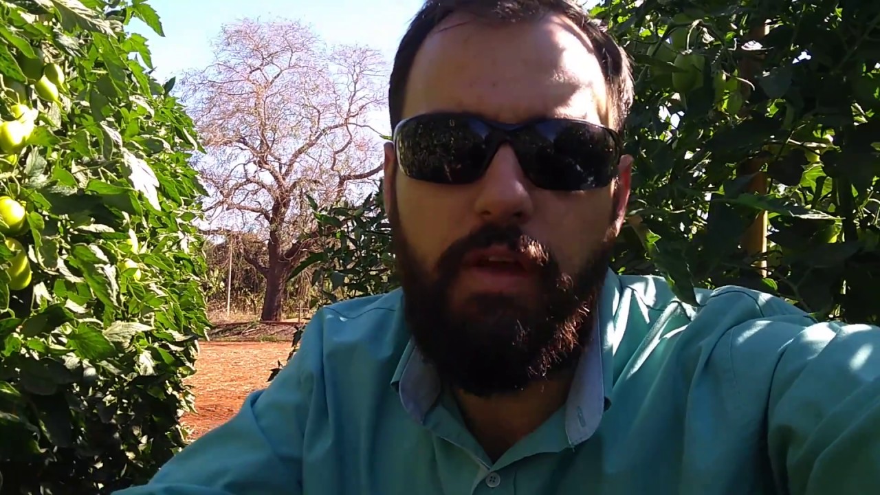 Tomate conduzido em fertirrigação.