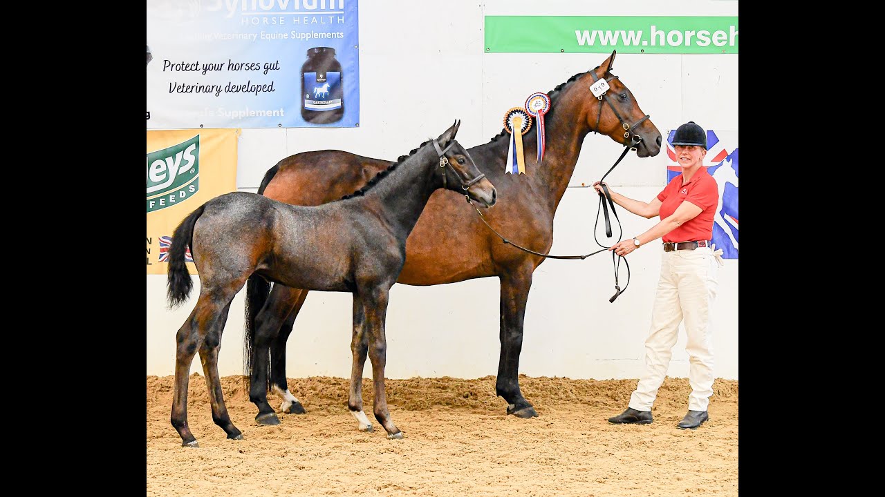 Top class fillies for sale - Future Guilty Pleasure x Contendro x Indoctro