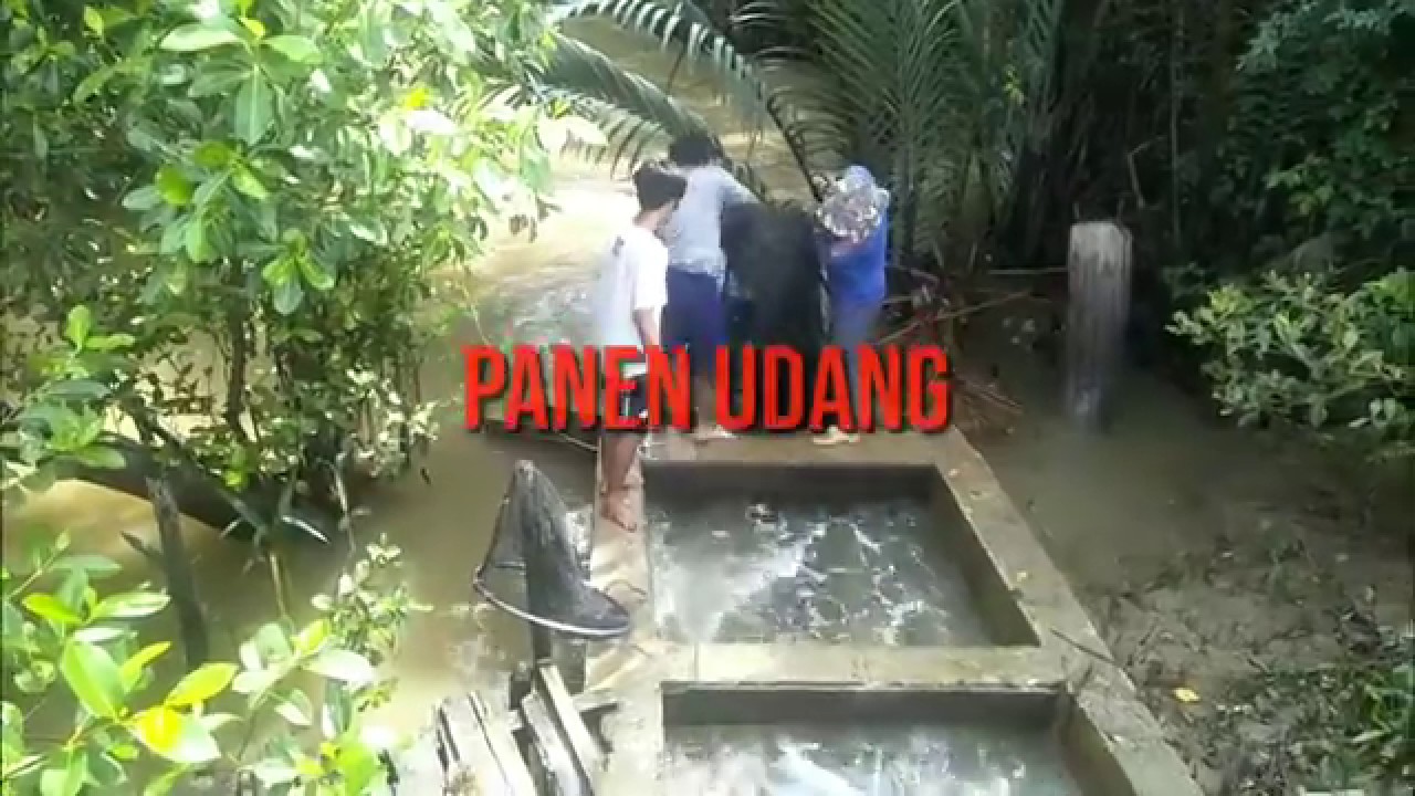 Cara Panen udang tambak di tarakan
