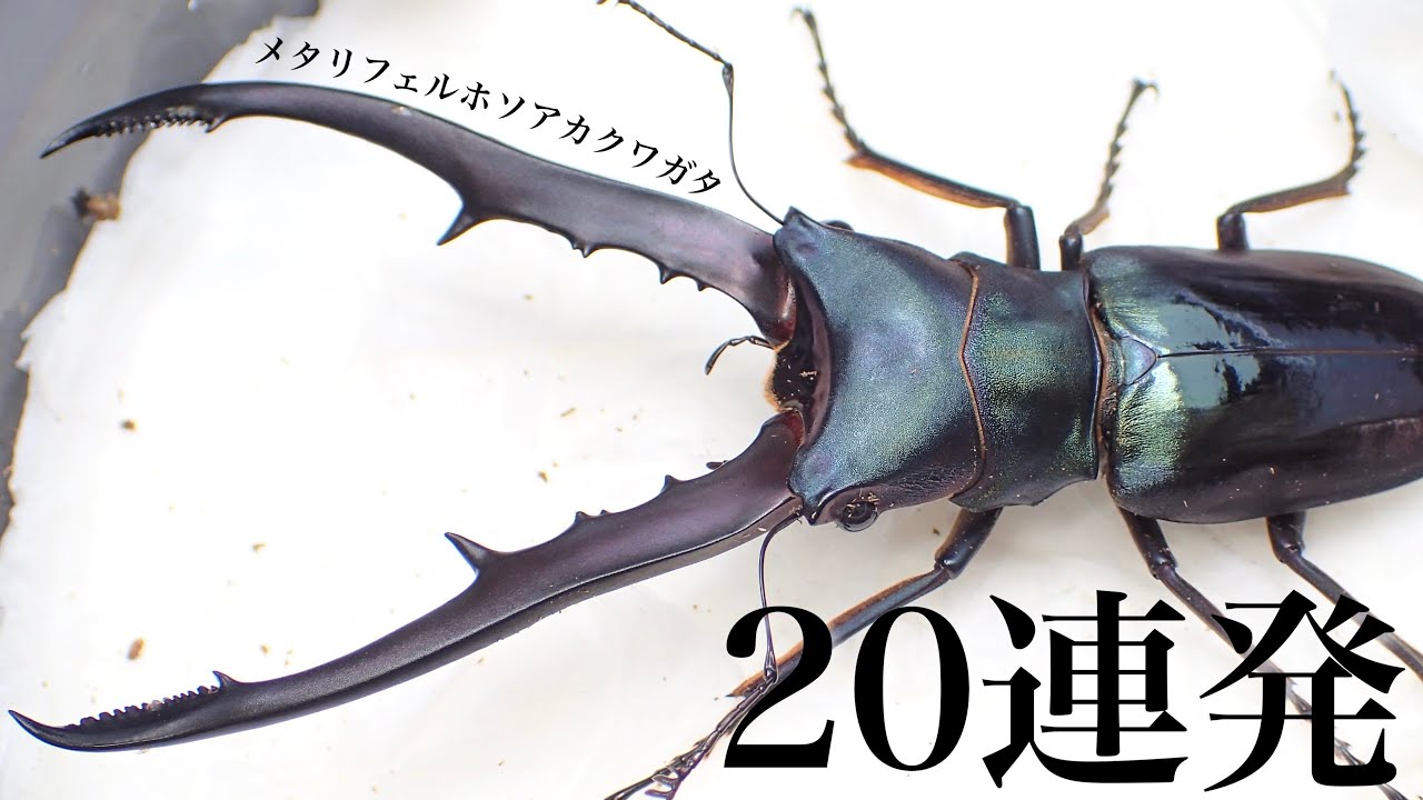 【青最多】メタリフェルホソアカクワガタ成虫掘出20連発【クワガタ飼育】