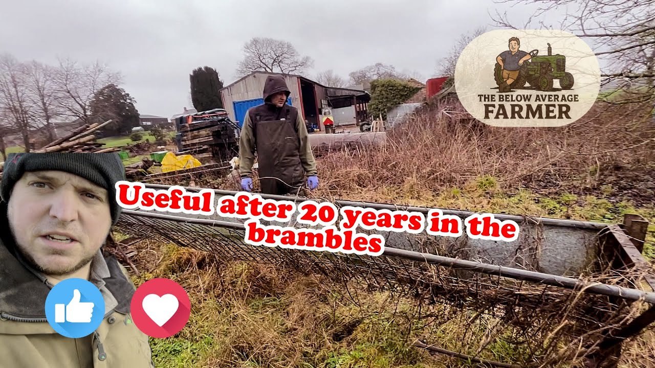 CAN THIS BE USEFUL AFTER 20 YEARS IN THE BRAMBLES?