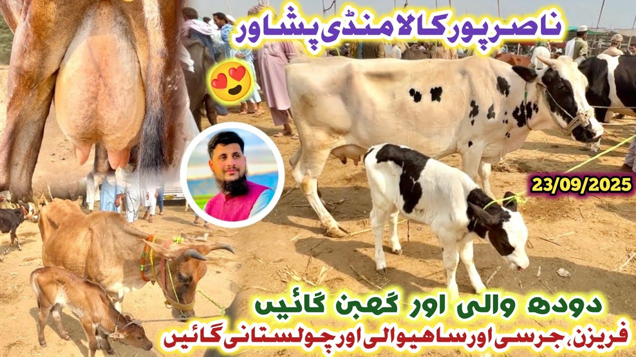 Kala Dairy/Milk Cow Mandi Peshawar 23/09/2025 New Updates| Jersey and Fresien Cows | Izhar Ali Shah 