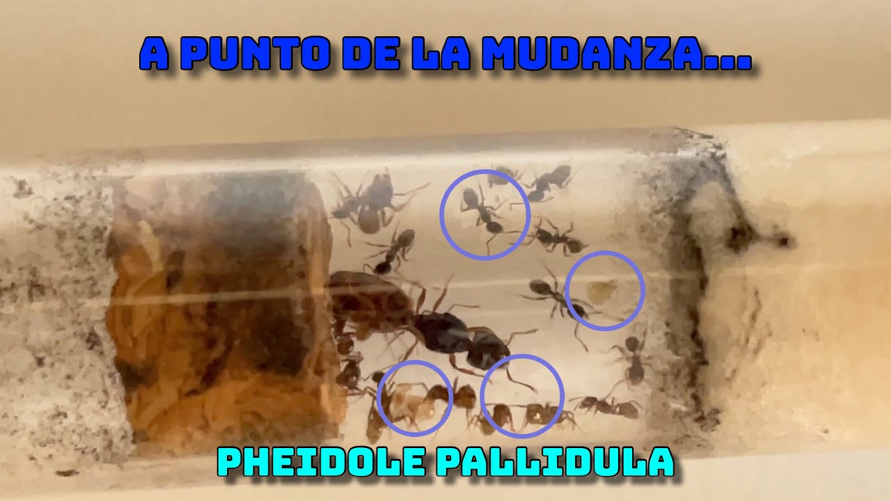 CRECIMIENTO y MUDANZA inminente 😁| Pheidole Pallidula