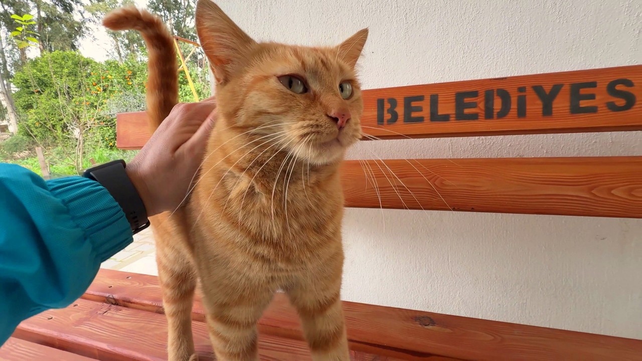 Ginger the Cat Always Comes Running for Love and Cuddles