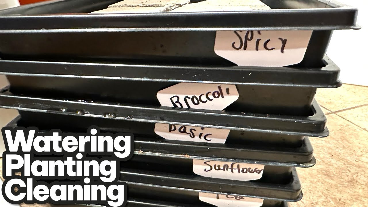 Big day, watering, planting and cleaning