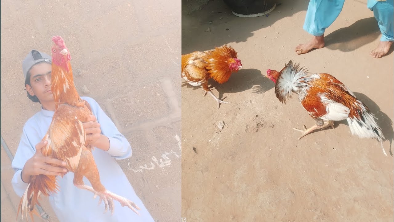 Sultan vs khonkhar 😱
