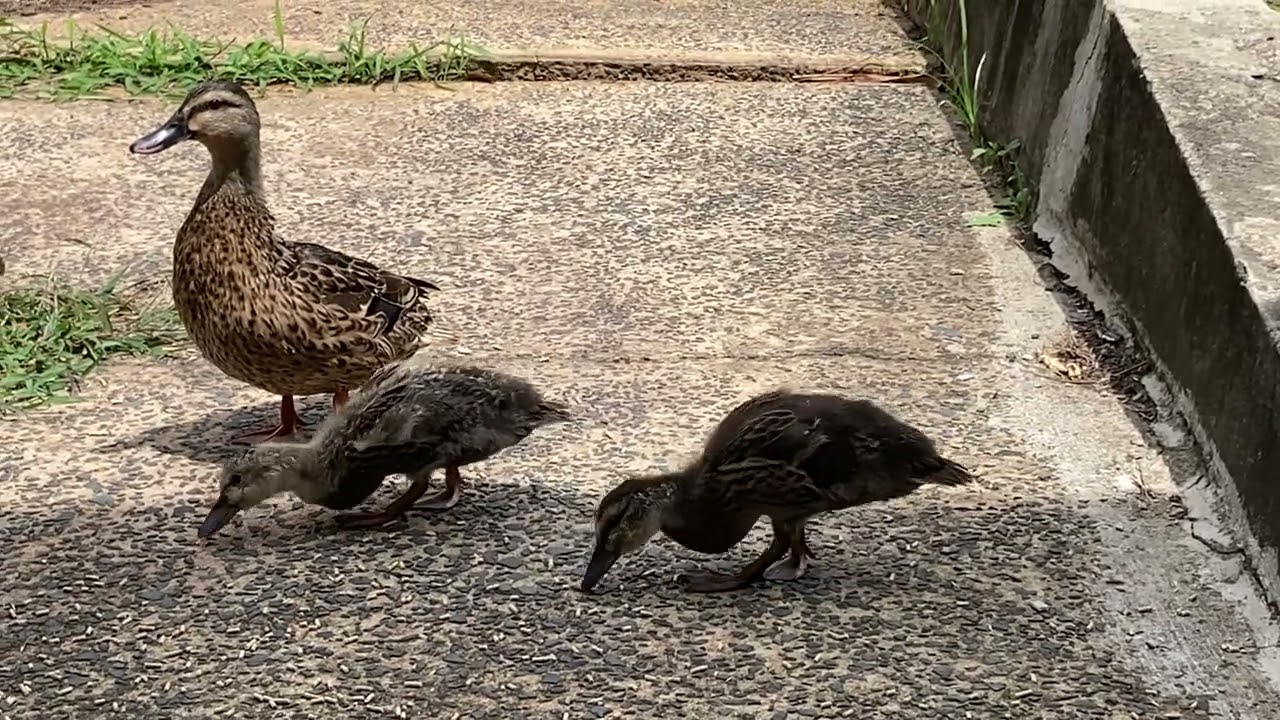 Feeding mallard duck and her ducklings 