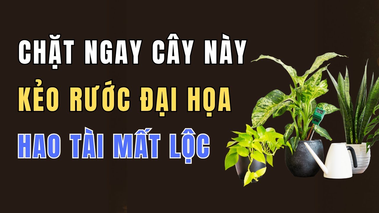 Cây Này Trong Nhà Là Rước Đại Họa – CHẶT NGAY Kẻo Tiền Bạc Đội Nón Ra Đi