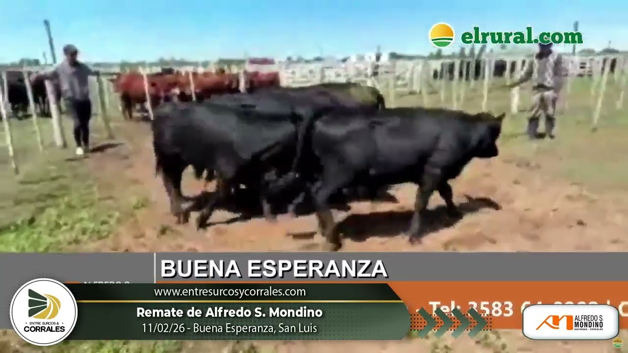 11-02-26 - Remate de Alfredo S. Mondino en Buena Esperanza, San Luis