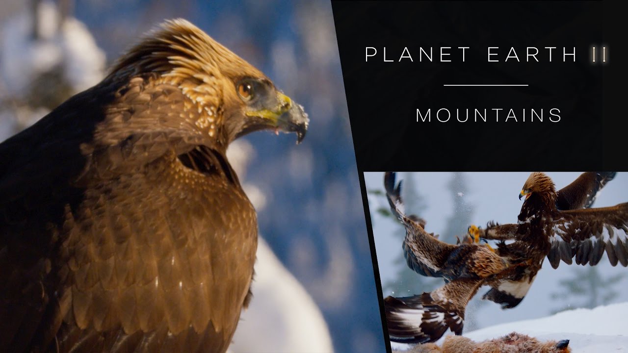 Golden eagle fight - Planet Earth II: Mountains Preview - BBC