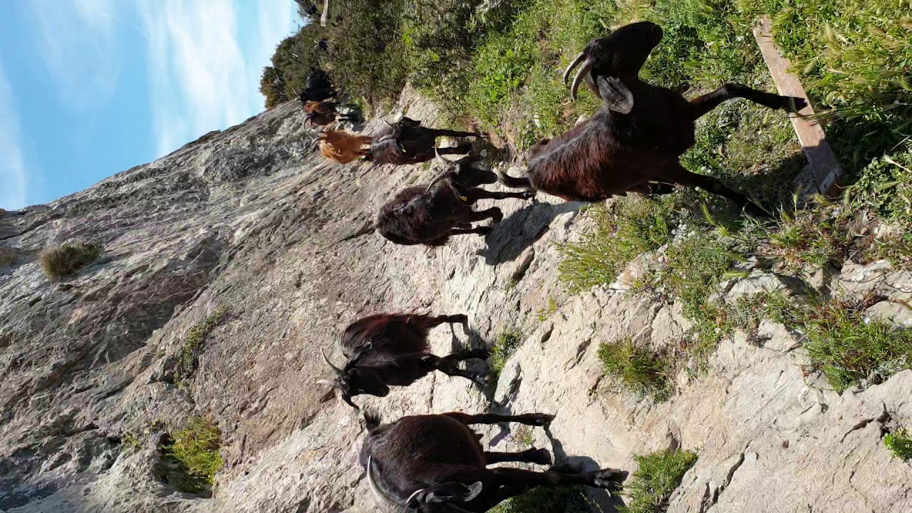Embouteillage de ch&egrave;vres sur le sentier des dieux