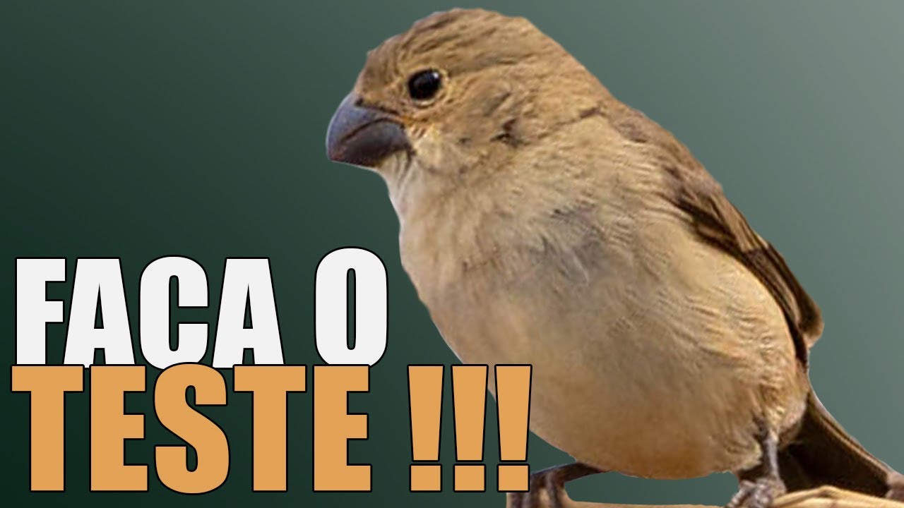 Fêmea de Golinha Chamando para Esquentar Piando Muito!!!