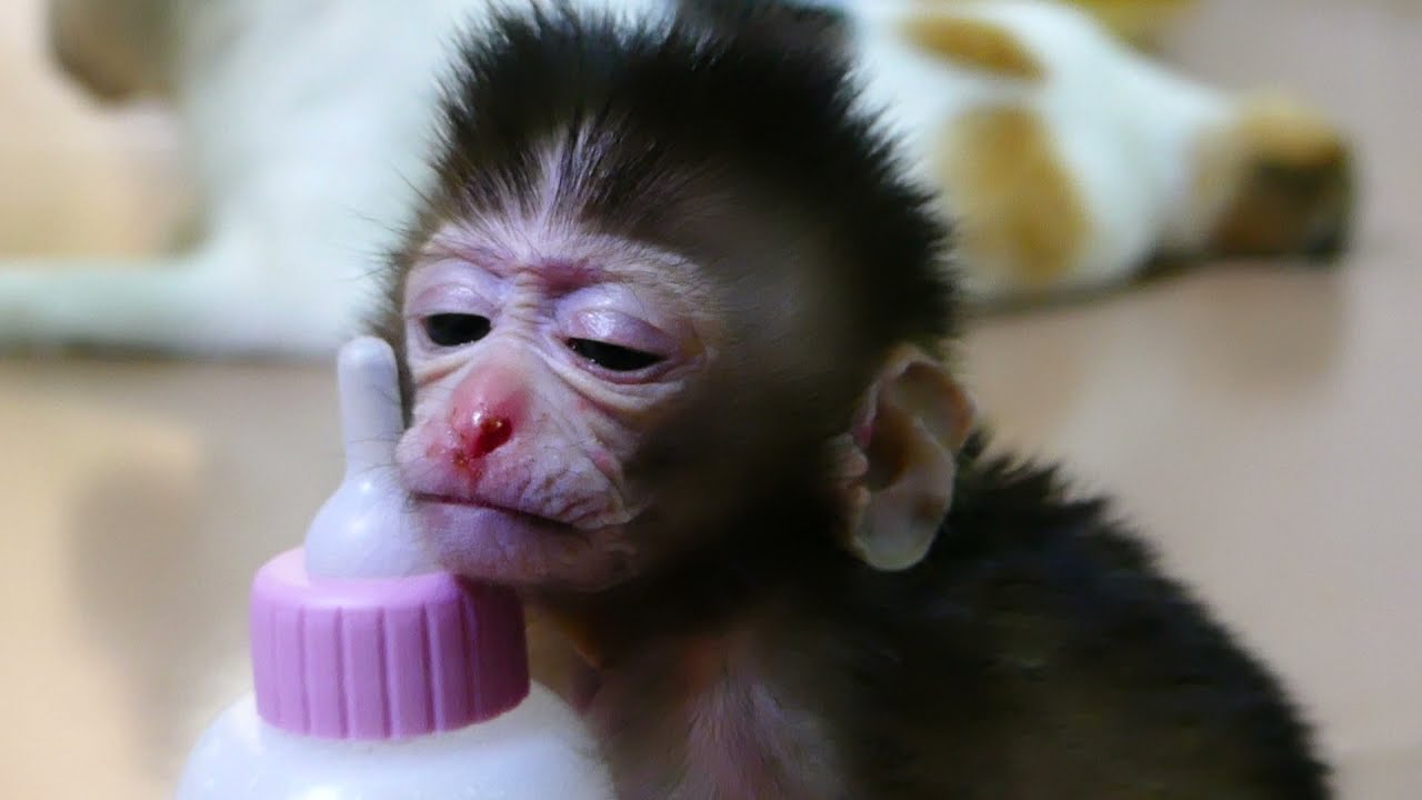 What Happen On Face Newborn Monkey Rosa Got Some Injuries On Nose?