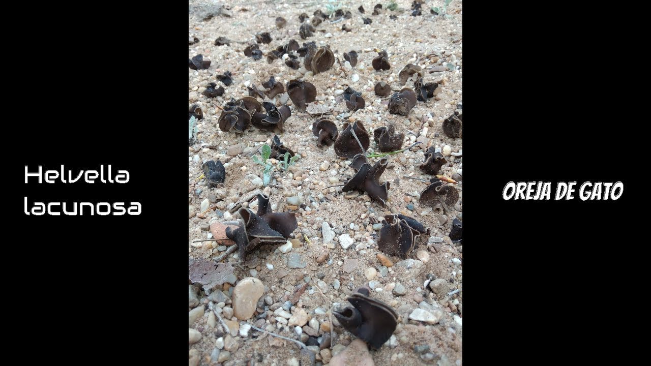 Helvella lacunosa 2022