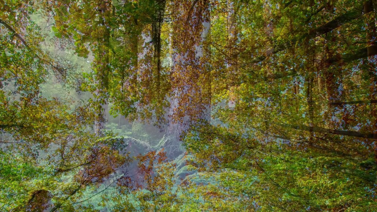Sound of forest |🍁🏰⛰️