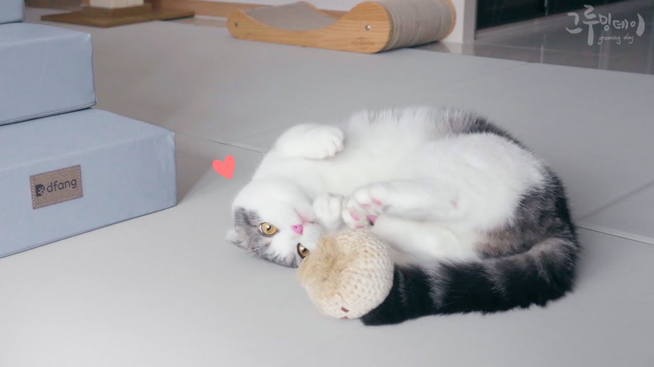 고양이 키울때 매트가 필수인 이유 (디팡매트)