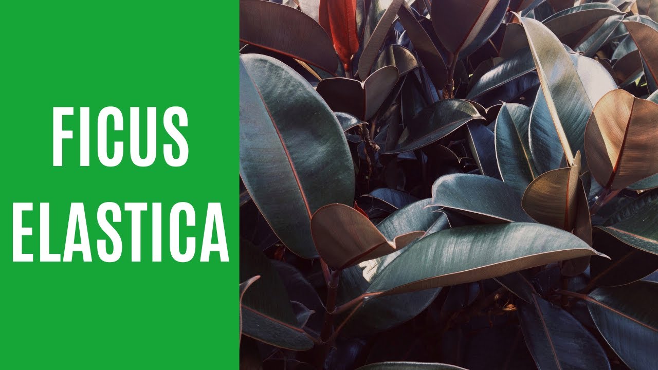 FICUS ELASTICA | Como plantar, cuidar e fazer muda | Tipos de ficus elastica | #ficuselastica #ficus