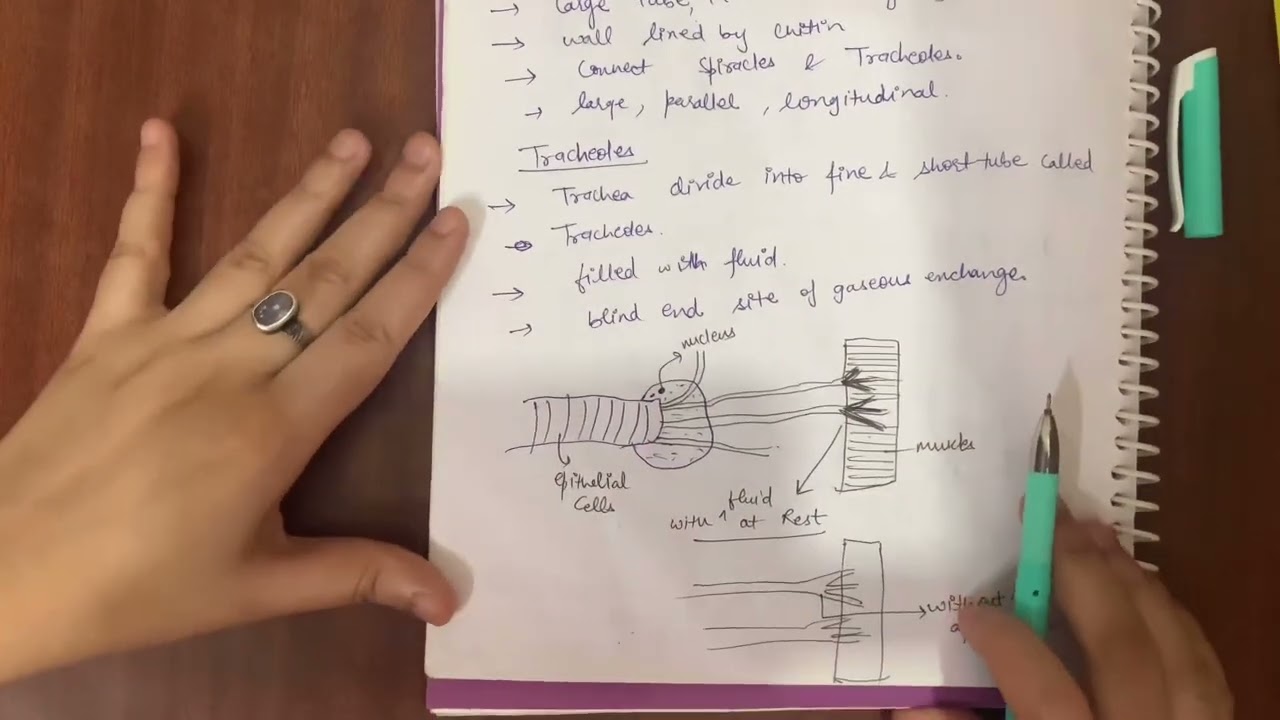 PHYLUM-🪳ARTHROPODS,RESPIRATION IN COCKROACH WITH DIAGRAMS & MECHANISM