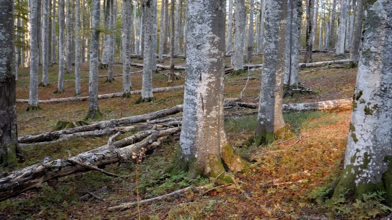 Gestione forestale e biodiversità saproxilica / 01 La Gestione Forestale Sostenibile