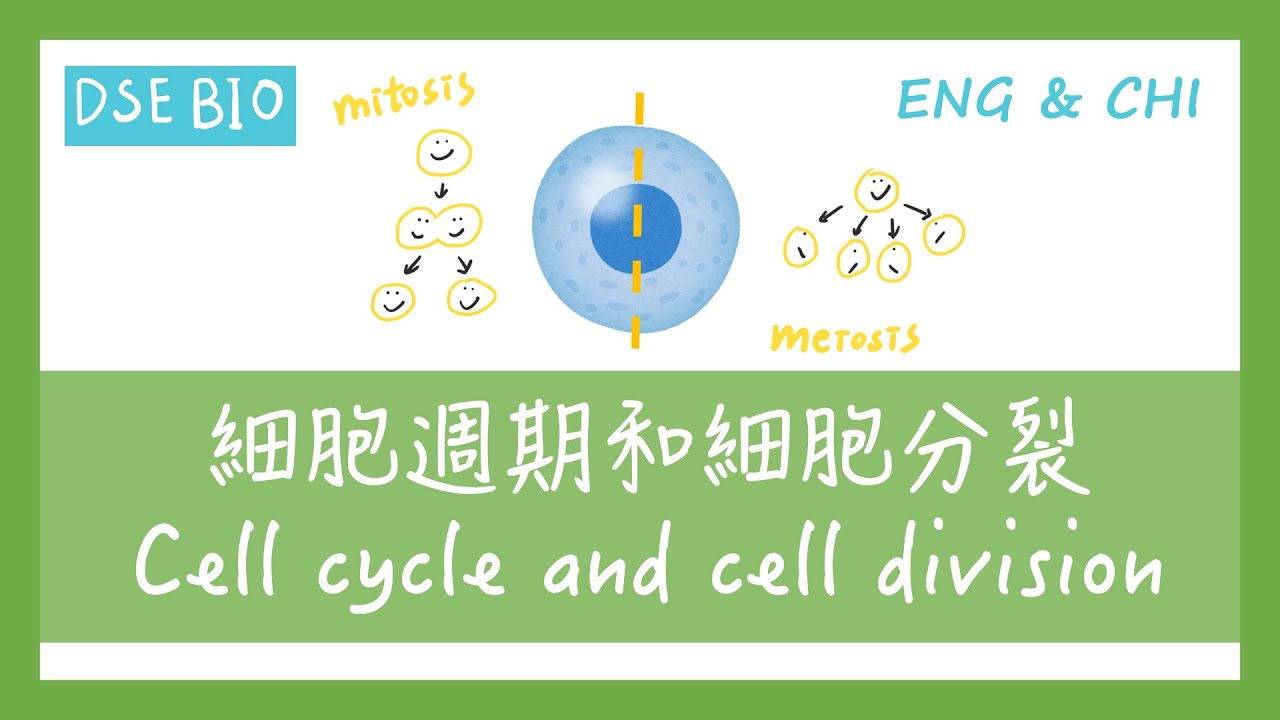 [DSE生物 - 課文重點] 30分鐘講完【細胞週期和細胞分裂 Cell cycle and cell division】！