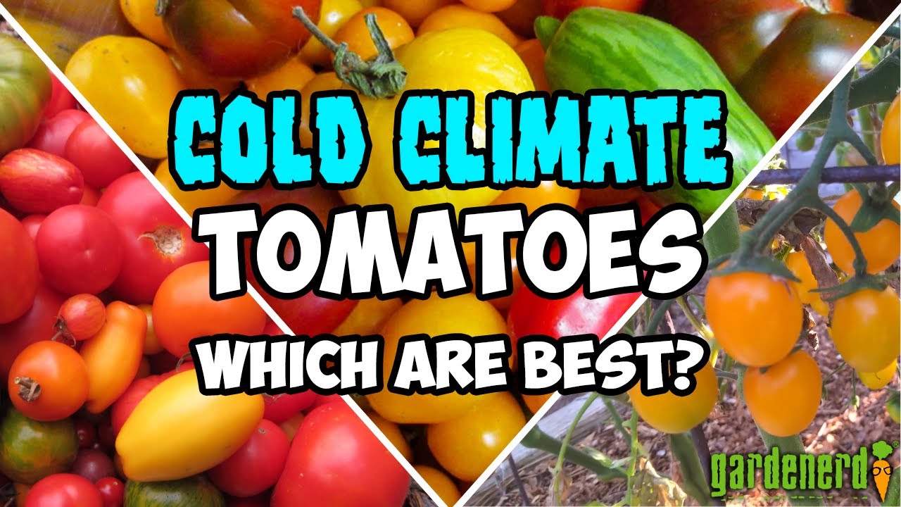 Great Tomato Varieties for Coastal, Mountain, and Cooler Climates