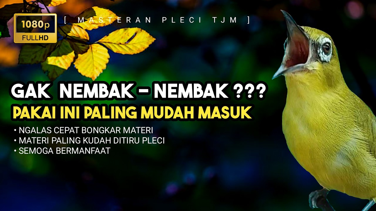 🔴 LIVE Masteran Pleci Tembakan Paling Mudah Ditirukan Burung Pleci Bahan