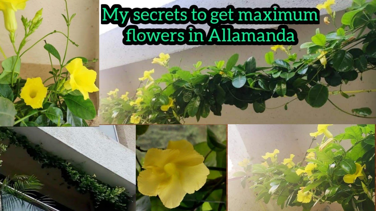 Total care of Allamanda plant | yellow trumpet vine | best fertilizer for Allamanda | balcony garden