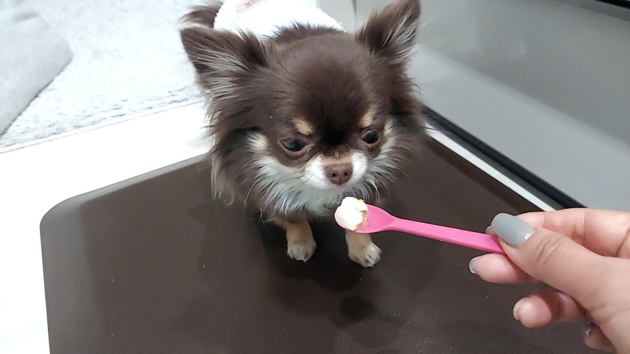 食べさせてあげないと食べなくなった1 8kgのチワワ