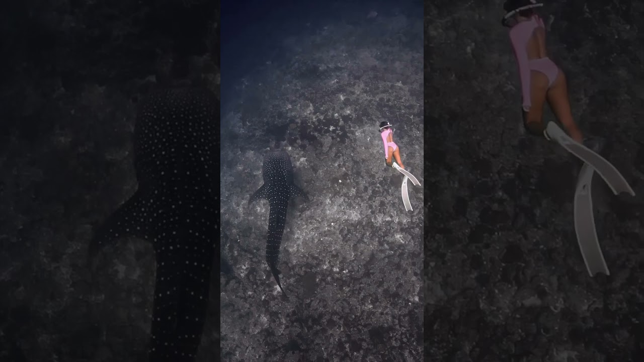 Diving with whale sharks  #deepbluecoast #oceanexploration #deepocean