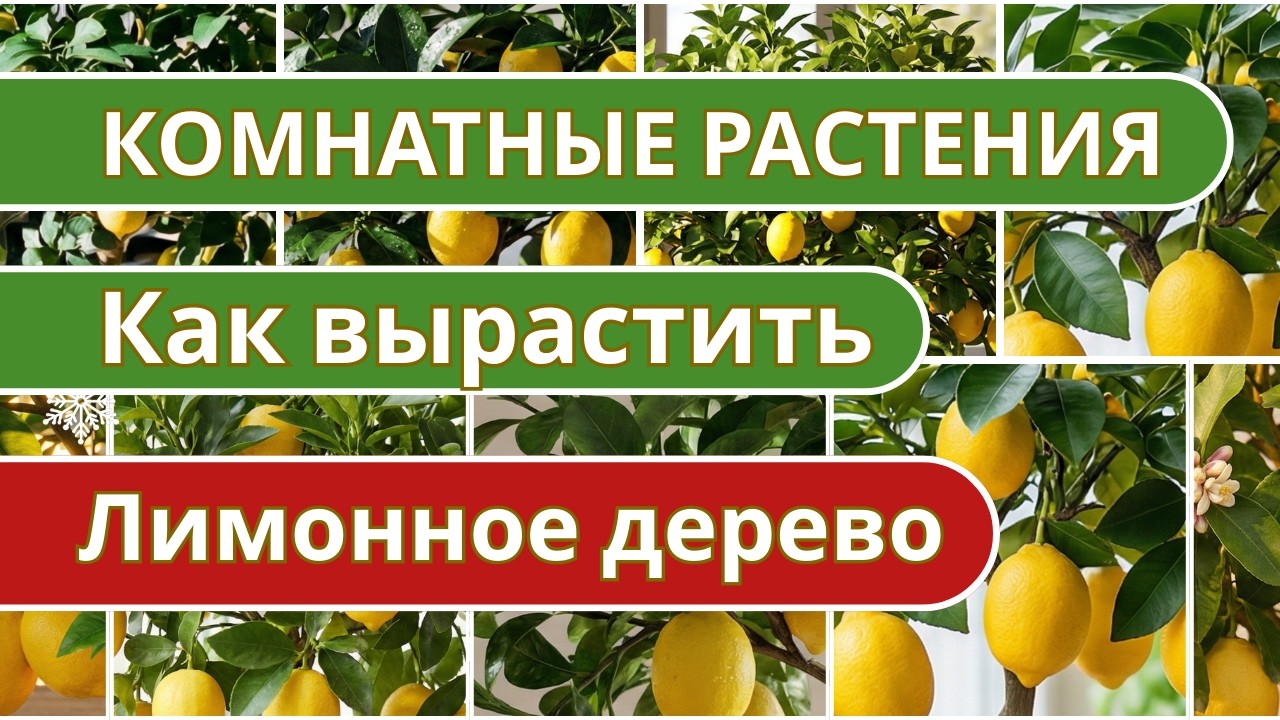 Лимонное дерево уход  в домашних условиях 🍋 Как вырастить лимонное дерево