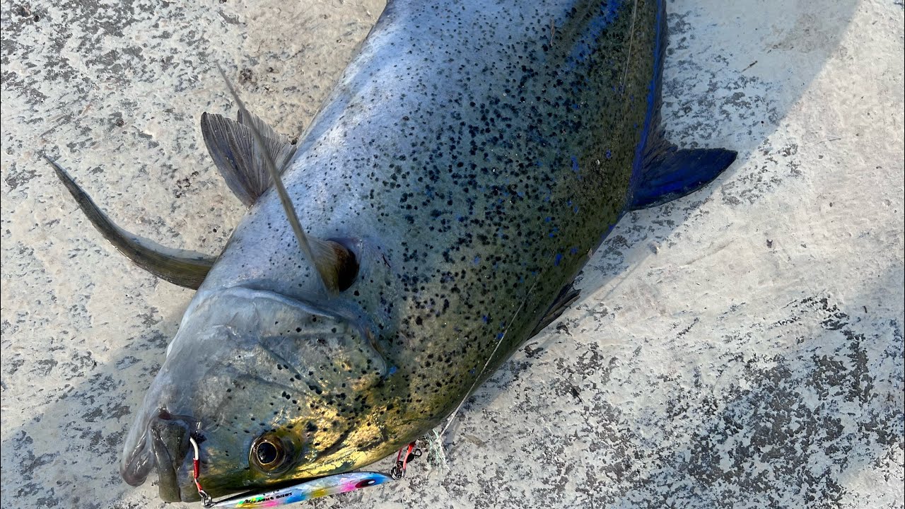 صيد السمك شور جق جدة Fishing shore jig