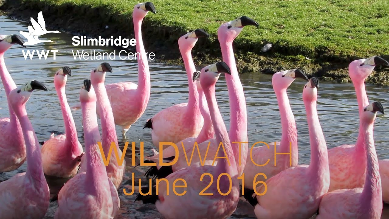 WWT Wildwatch Slimbridge - June 2016