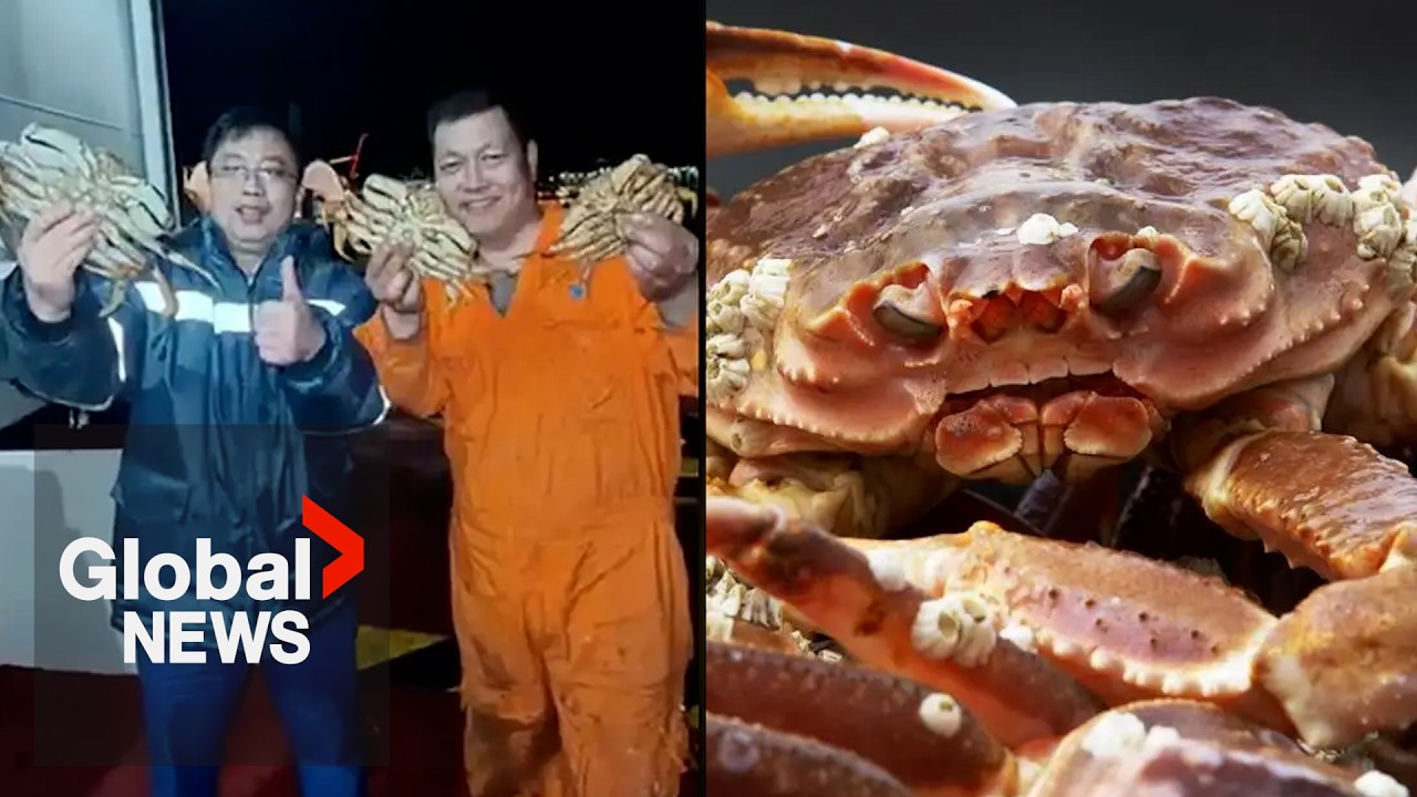 Video shows sailors bragging about illegal Vancouver crabbing; investigation launched