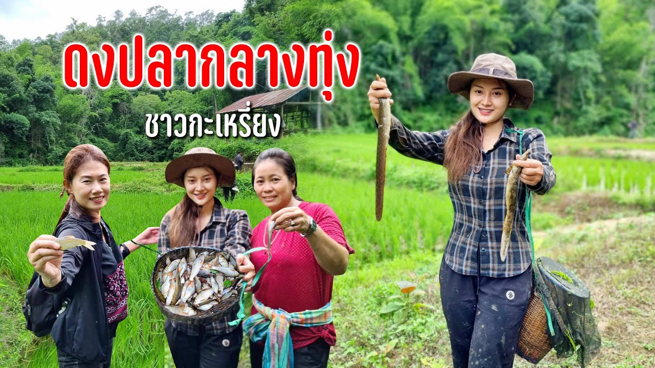 ฤดูหาปลาธรรมชาติกลางทุ่งนากับชาวกะเหรี่ยงได้หลายชนิดกับความอุดมสมบูรณ์ #เดินทางตามลมสายฝน96
